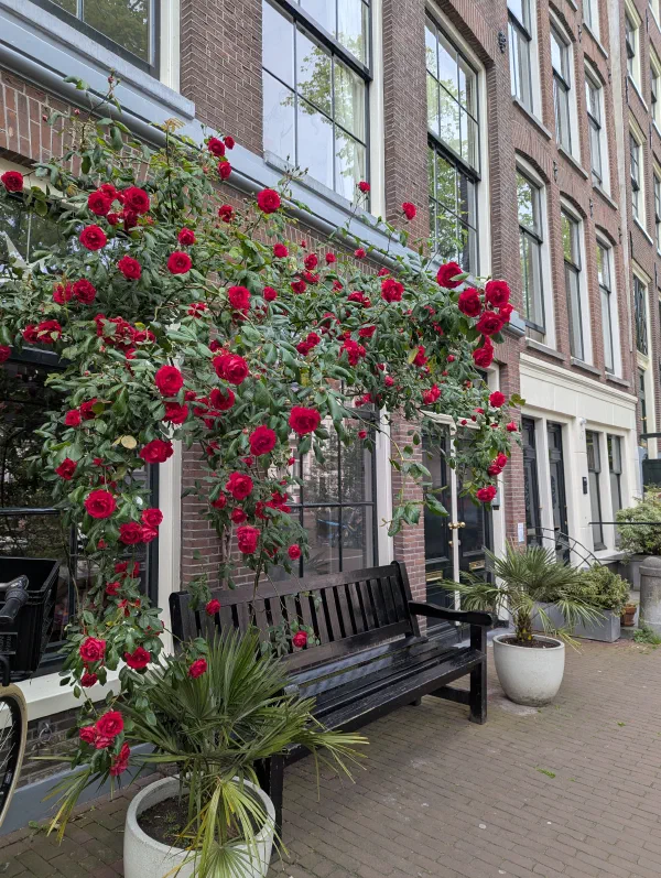 Work trip to the Netherlands photo