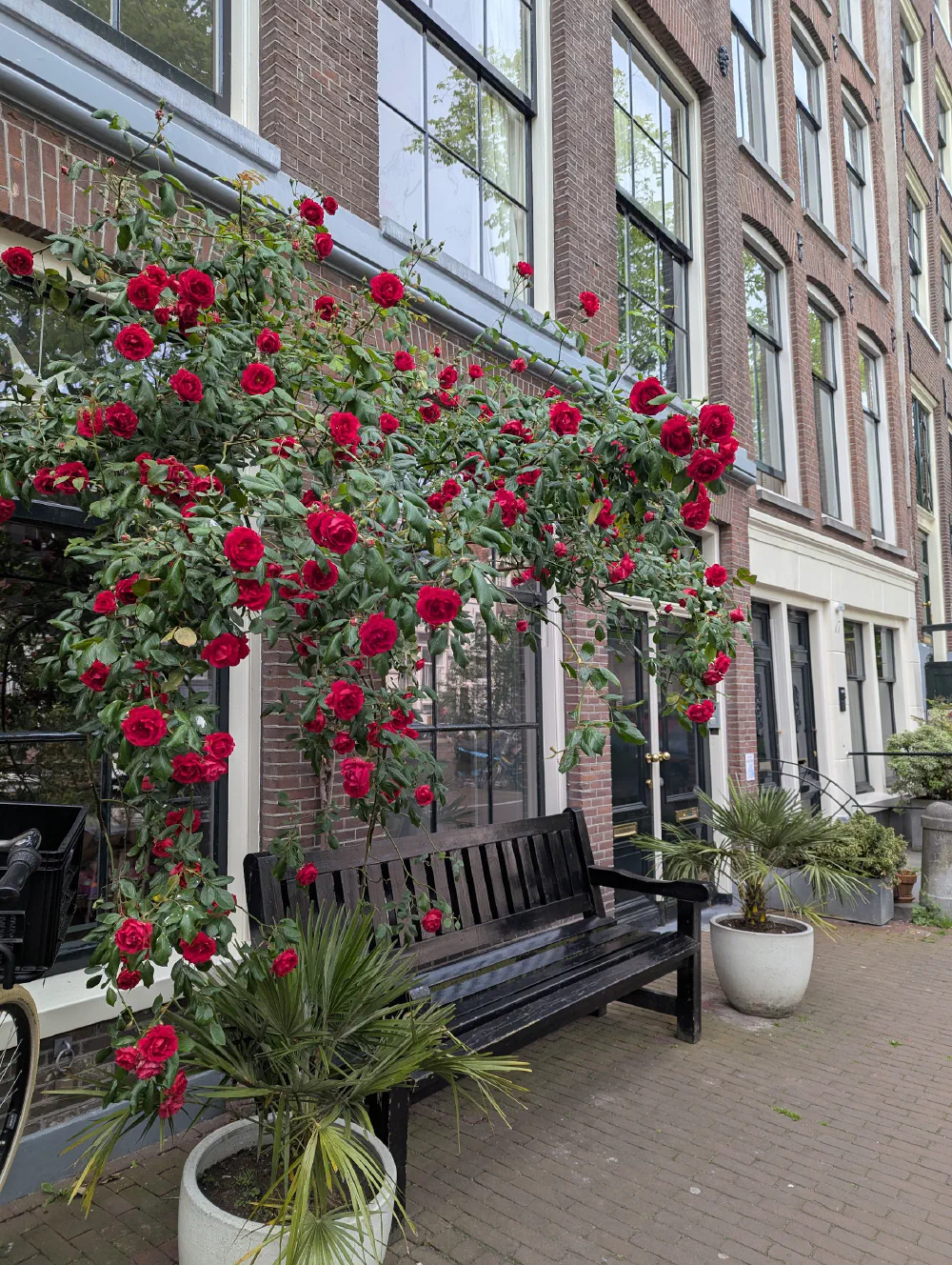Flowers in Amsterdam